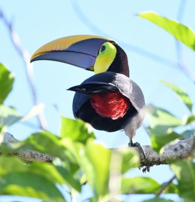 Mooned by a Yellow-throated Toucan