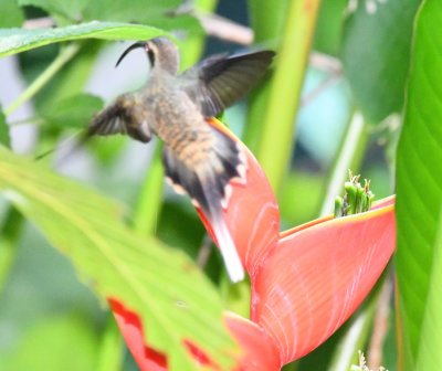 While we were having breakfast, this Long-billed Hermit came to the heliconia at the edge of the dining area.