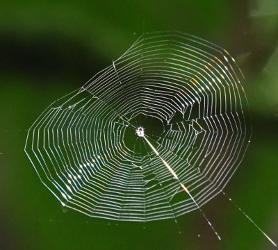 Spider, at the center of its web