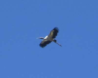 Wood Stork 