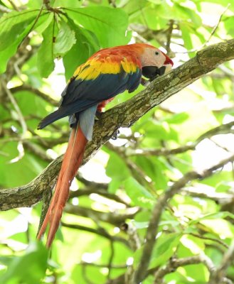 We stopped at a soccer field park near the center of Puerto Jimenez and there were several Scarlet Macaws in the trees around the park.