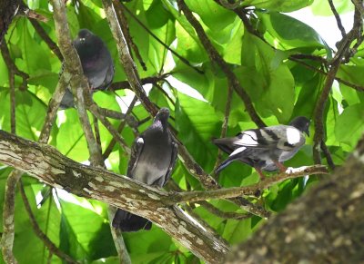 There were also several pigeons in the trees near the macaws.