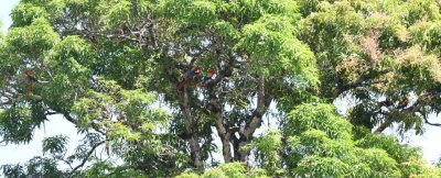 Can you see all the Scarlet Macaws in these trees? We counted 6 or 8.