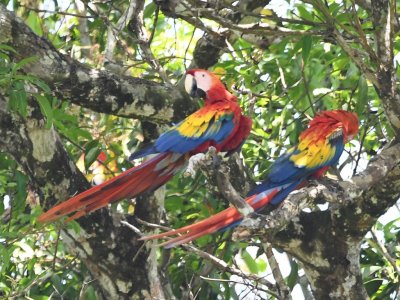 A pair of Scarlet Macaws, at the park at Puerto Jimenez, Costa Rica