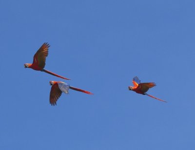 There were also macaws flying among the trees.