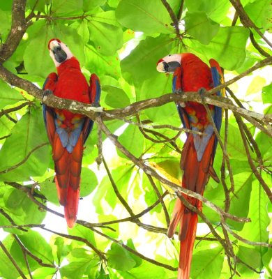 A pair of Scarlet Macaws