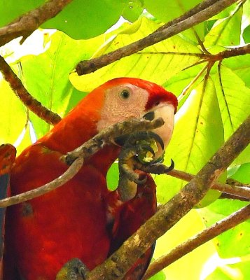 Close-up of one of the Scarlet Macaws