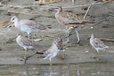Dowitchers, Willet, Ruddy Turnstone, Whimbrel