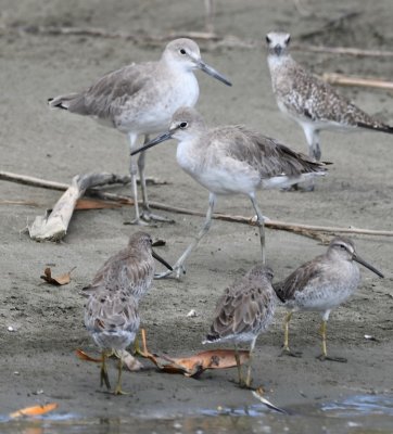 Dowitchers, willets and a plover