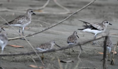 Black-bellied Plovers behind dowitchers