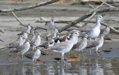 Dowitchers, turnstones, willets and yellowlegs...