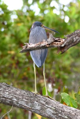 Back view of Tricolored Heron