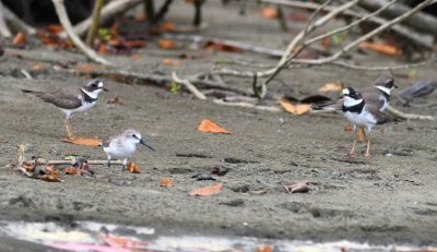 Sanderling, with three Semipalmated Plovers in the background