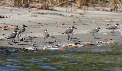 Wilson's Plovers, with a couple of Semipalmated Plovers among them