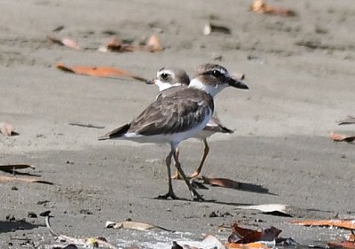 Wilson's Plover, in front of a Semipalmated Plover