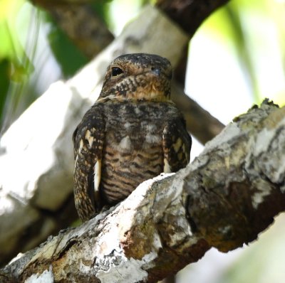 Once we got farther into the mangroves, we found this Lesser Nighthawk resting on a nearby branch.