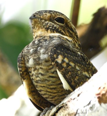 Close-up of the Lesser Nighthawk