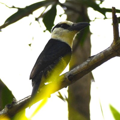A little farther down, on the same side, was the White-necked Puffbird.