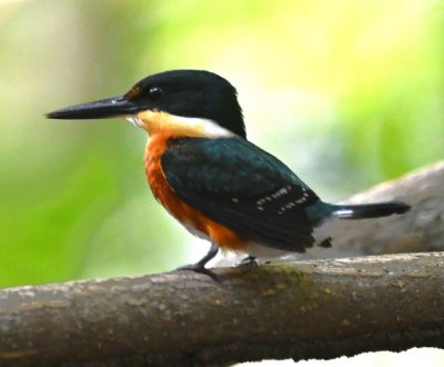 Around another bend, we spied an American Pygmy Kingfisher on a branch just above the water.