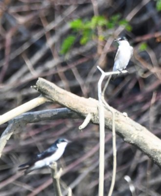 At some point, Laura decided the tide was going out and said it was time to turn around; on the way out, we passed some Mangrove Swallows resting on branches sticking up from the water.