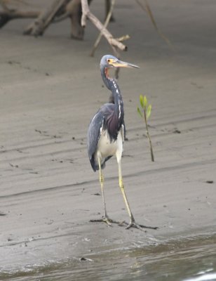 The Tricolored Heron showed us its front side on the way back.