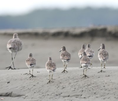 Willet and Short-billed Dowitchers, marching away from us