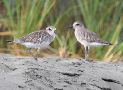 The Black-bellied Plovers again