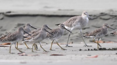 Short-billed Dowitchers, with a Willet