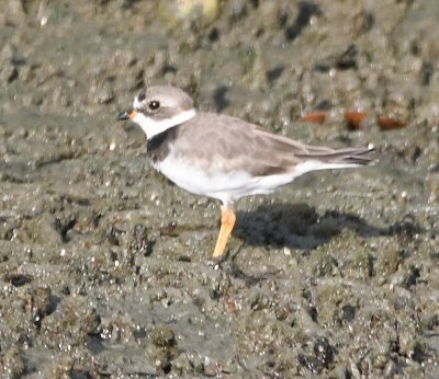 Semipalmated Plover, with its feet in the mud