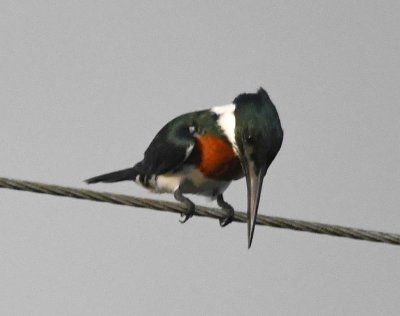 After returning our kayaks, paddles and life vests--and washing a lot, but not all, the sand--we boarded the bus and headed home. Not far down the road, we saw this Amazon Kingfisher on a wire over the water, looking for a meal.