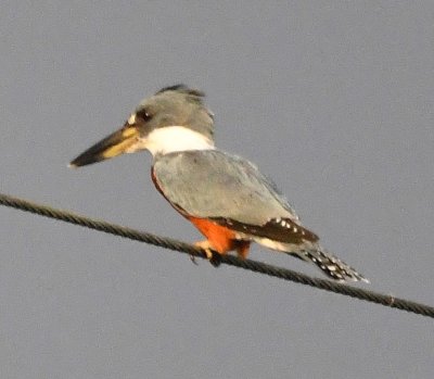 Then, not far from it, was this big Ringed Kingfisher.