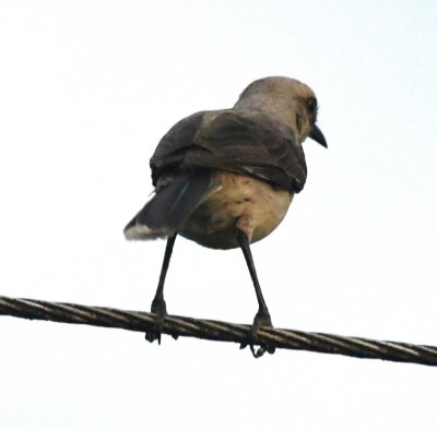 As we were nearing the turn-off to the lodge, we spotted this Tropical Mockingbird on a wire next to the road.