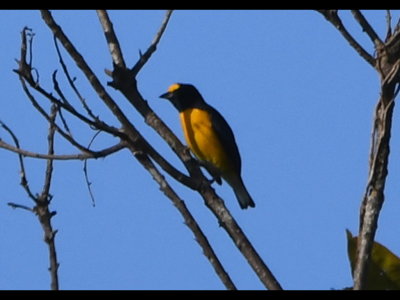 Male Spot-crowned Euphonia