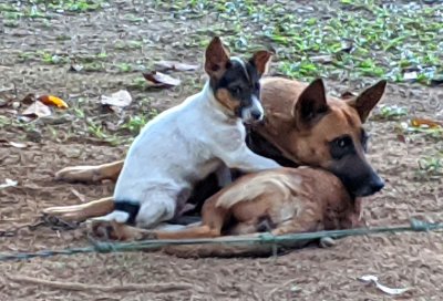 A dog and her pup, in the yard of the farm house along the entrance road