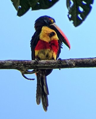 Fiery-billed Aracari
Photo digiscoped by Chito Motina, using his Leica spotting scope and my Pixel phone camera