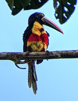 Fiery-billed Aracari
Photo digiscoped by Chito Motina, using his Leica spotting scope and my Pixel phone camera