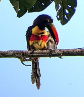 Fiery-billed Aracari
Photo digiscoped by Chito Motina, using his Leica spotting scope and my Pixel phone camera