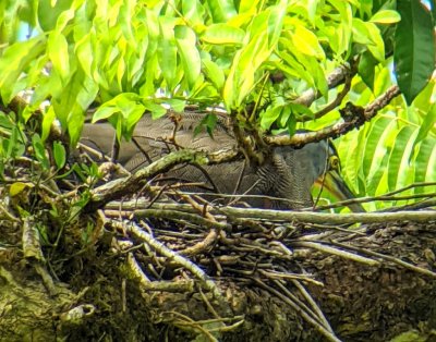 Some of the group had skipped the early morning walk, but Chito went to find the Bare-throated Tiger-Heron again to show them, and found it sitting on a nest.