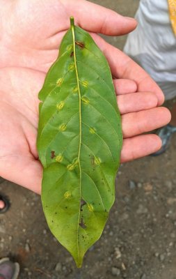 Another view of the back side of the leaf. I don't recall whether any consensus was reached about whether these were some sort of insect galls or natural leaf formation.