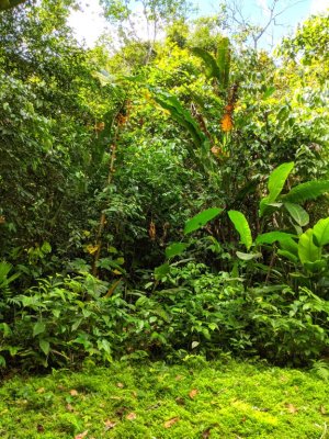 Dense forest next to our cabin