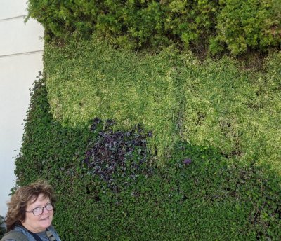 Mary and her wall of plants