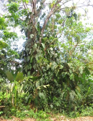 Mary also liked this Split-leaf Philodendron.