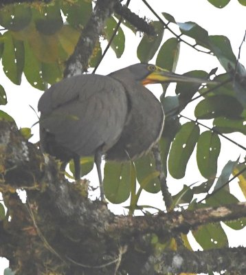 We walked the entrance road to the lodge and found this Bare-throated Tiger-Heron in the trees.