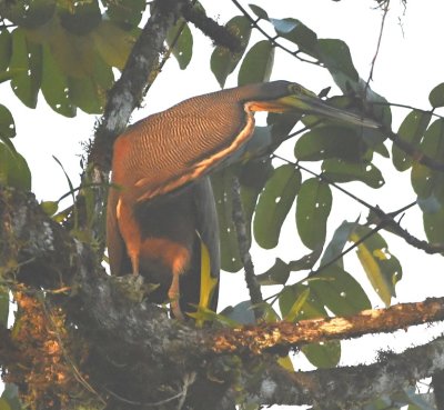 Bare-throated Tiger-Heron, showing its thick neck
