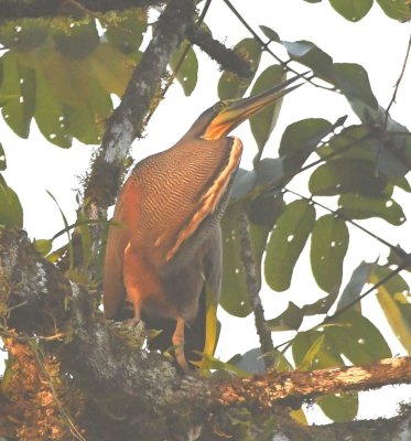 Bare-throated Tiger-Heron
OK, only 2 more--for this sighting
