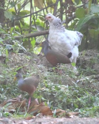 Local junglefowl and two Gray-cowled Wood-Rails, at a farm house along the road