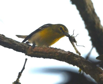 This Yellow-throated Vireo caught a big insect.
