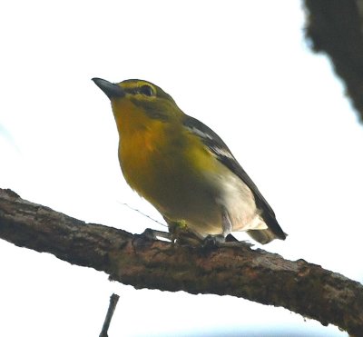 The Yellow-throated Vireo alternated between holding the insect under its foot and in its bill.