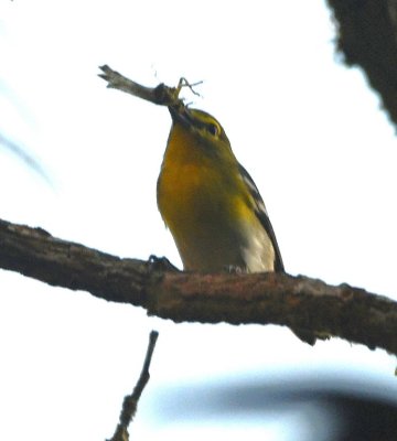 Yellow-throated Vireo