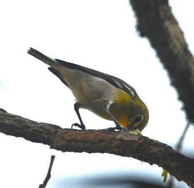 Yellow-throated Vireo, with insect